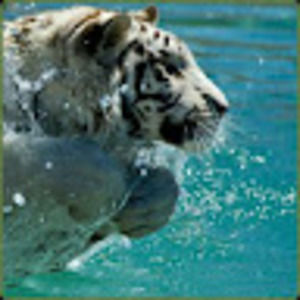 Meet your Posher, Joan